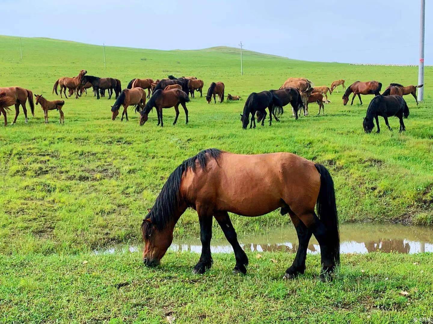成群的马儿在一望无际的大草原享受着美食,尽情的吃草,享受着美食的