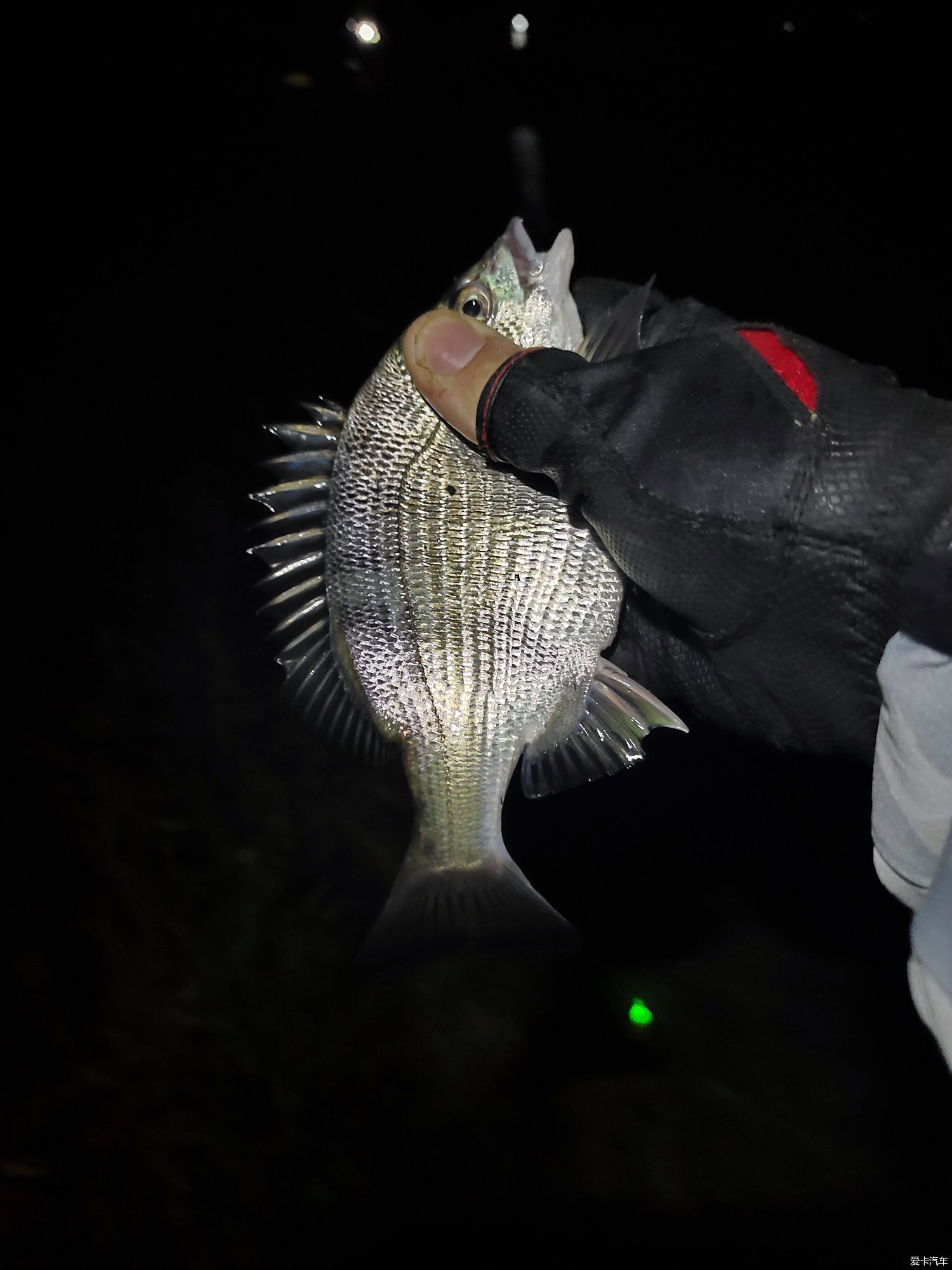 【愛卡19年】海邊夜釣魚貨多