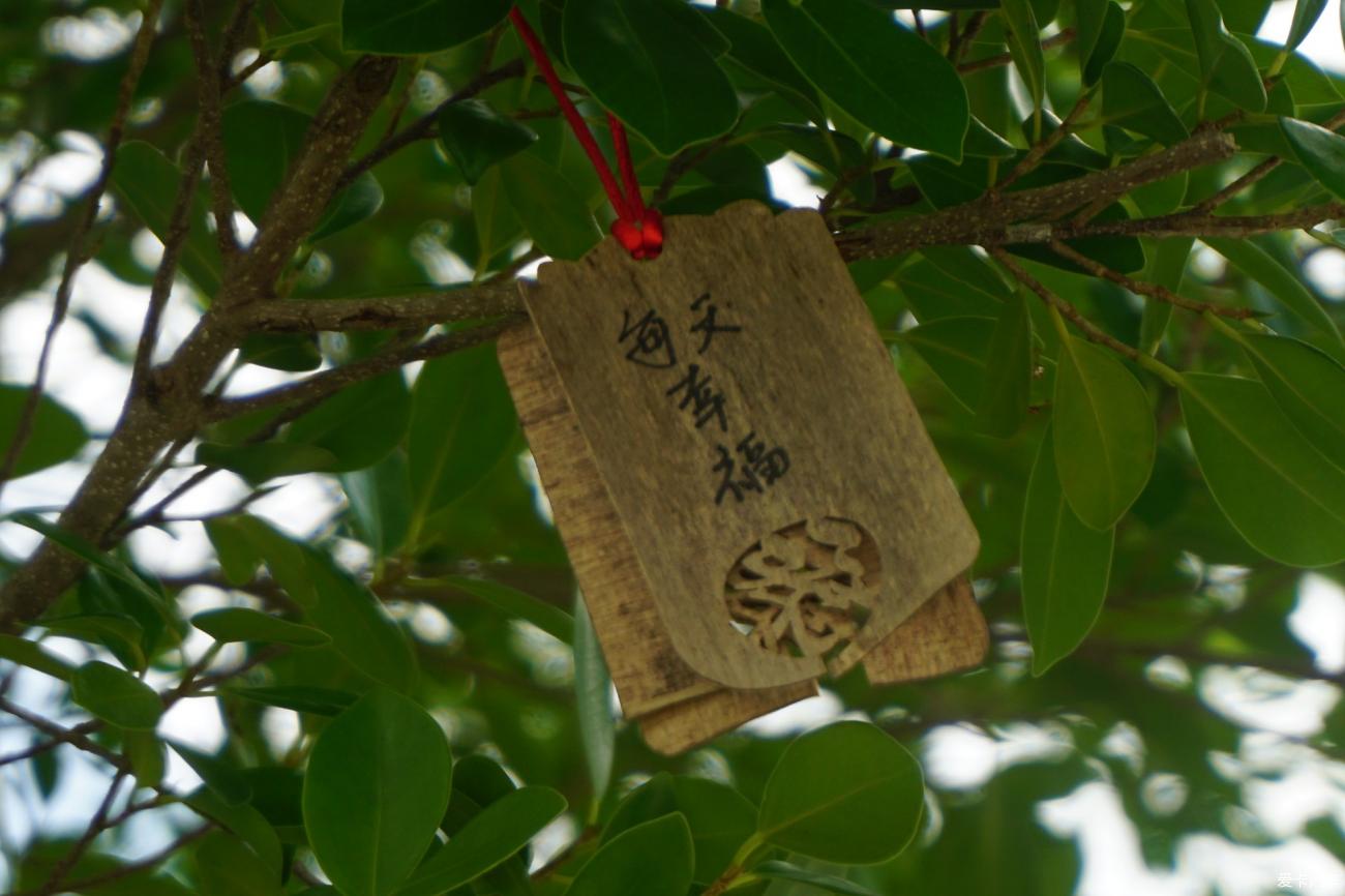 热搜冲顶许愿树下虔诚祈祷卡友们国庆快乐