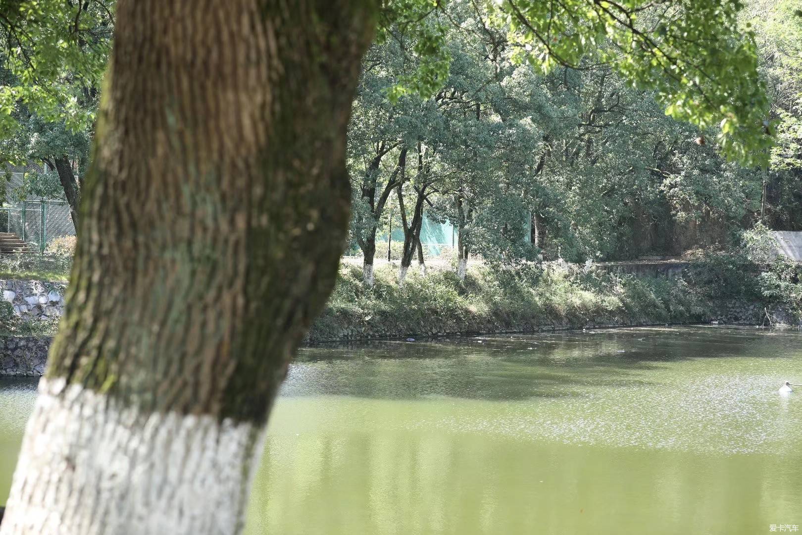 洈水湿地公园图片