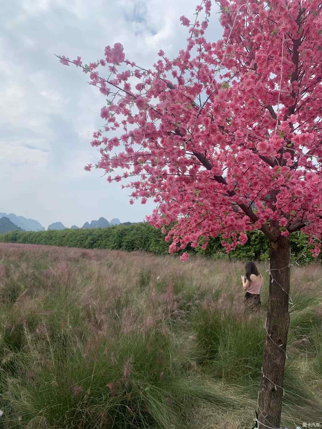 热搜冲顶 秋影如诗 秋色如画 秀色可餐也 领界论坛 爱卡汽车网论坛