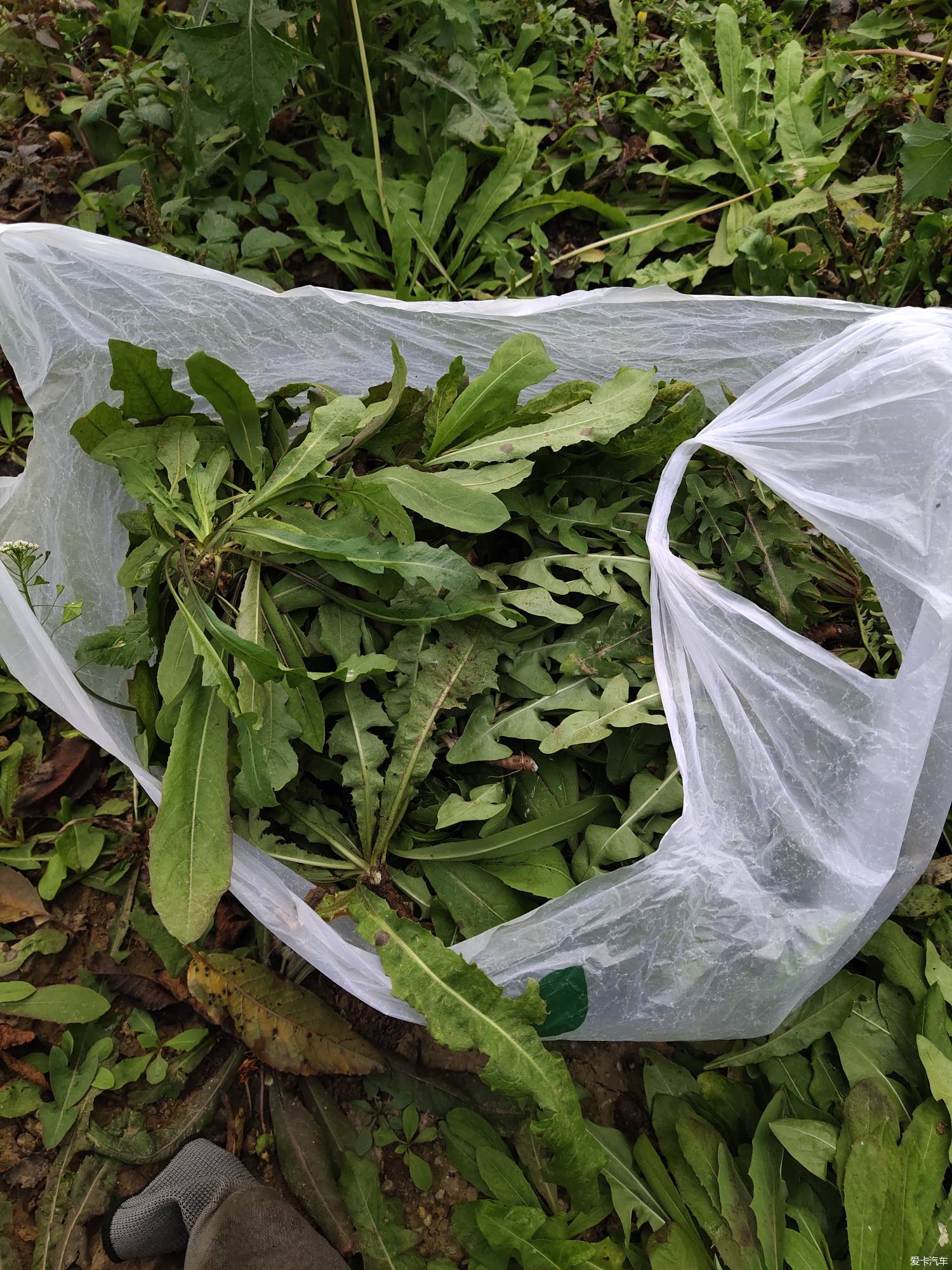 小能手田间地头挖野菜