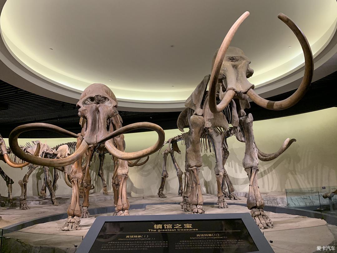 大庆猛犸象博物馆图片