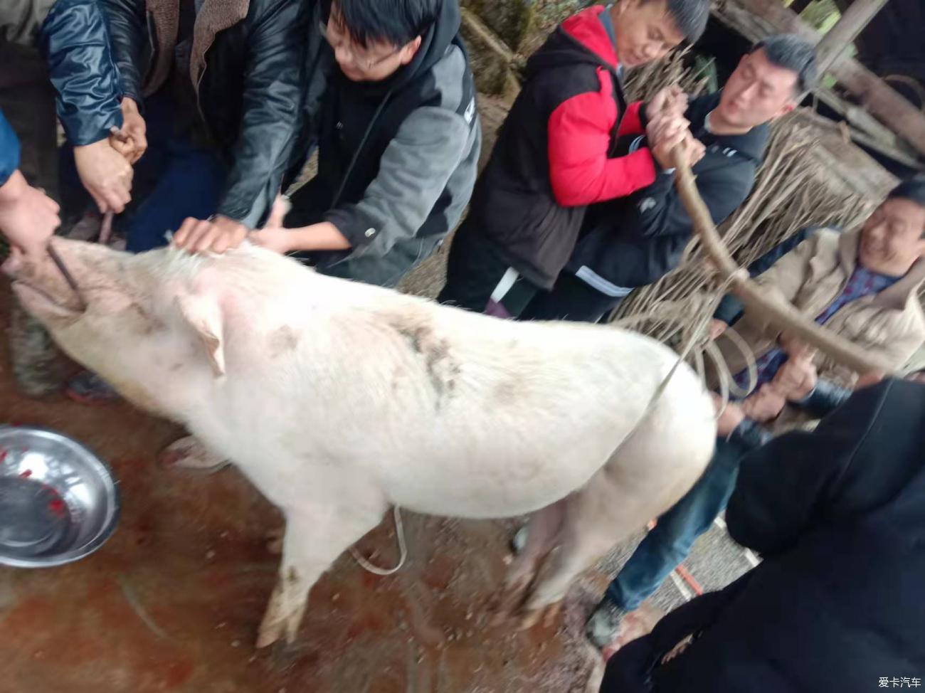 贵州风俗习惯------杀过年猪