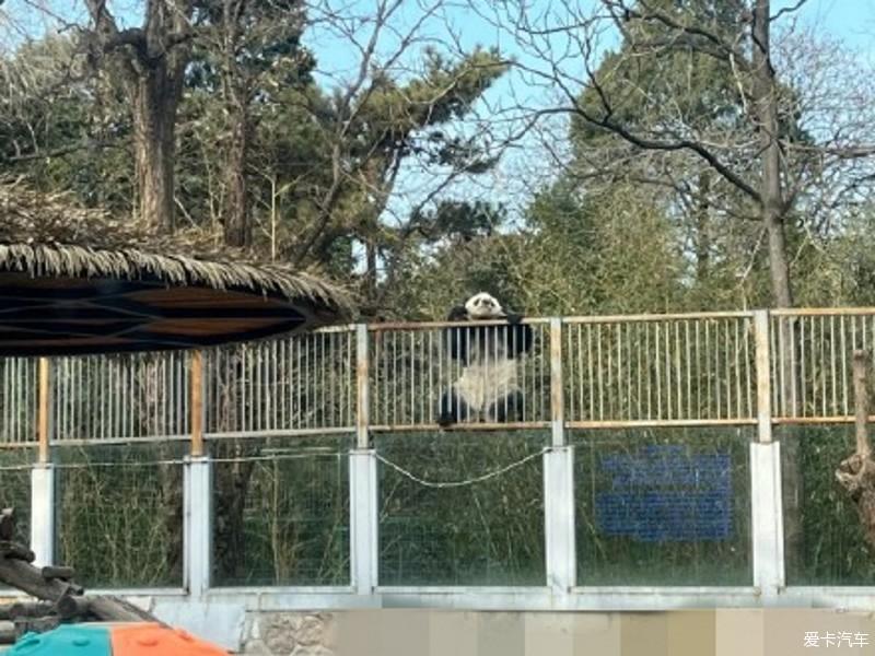 北京動物園一大熊貓翻牆越獄工作人員對其進行批評教育