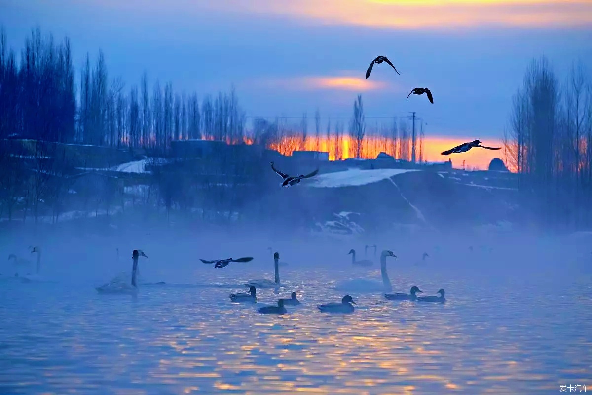 冬季绝美的新疆伊犁河谷天鹅湖,犹如梦幻的童话世界