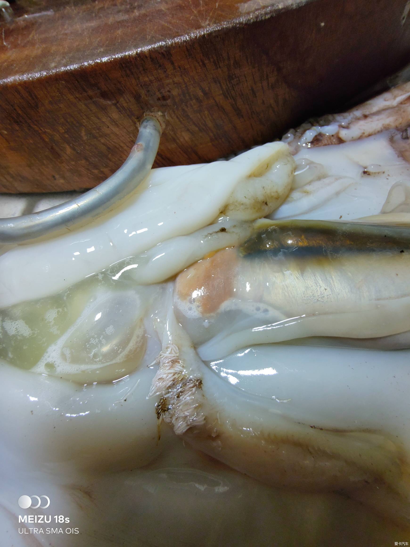 鱿鱼身体里的白色线虫图片