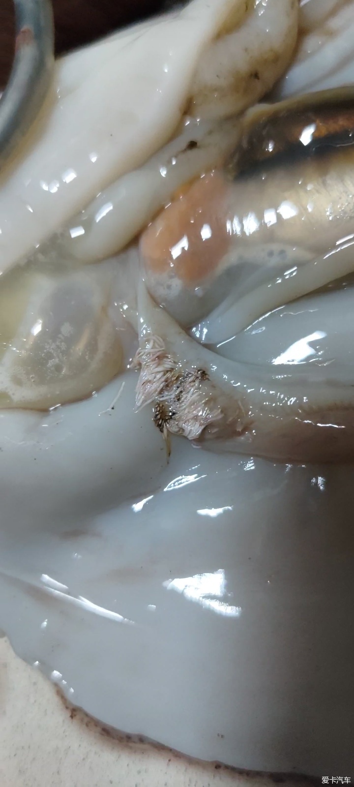 鱿鱼身体里的白色线虫图片