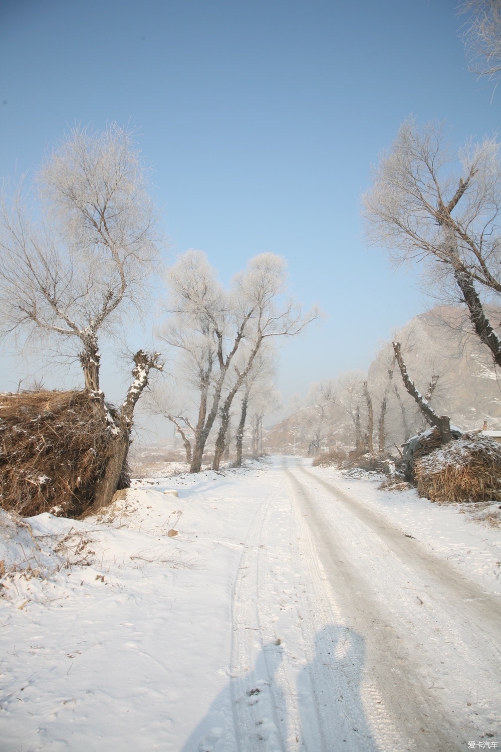 雪后树挂的美景图片