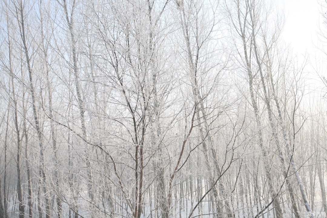 东北冬天雪景树挂图片