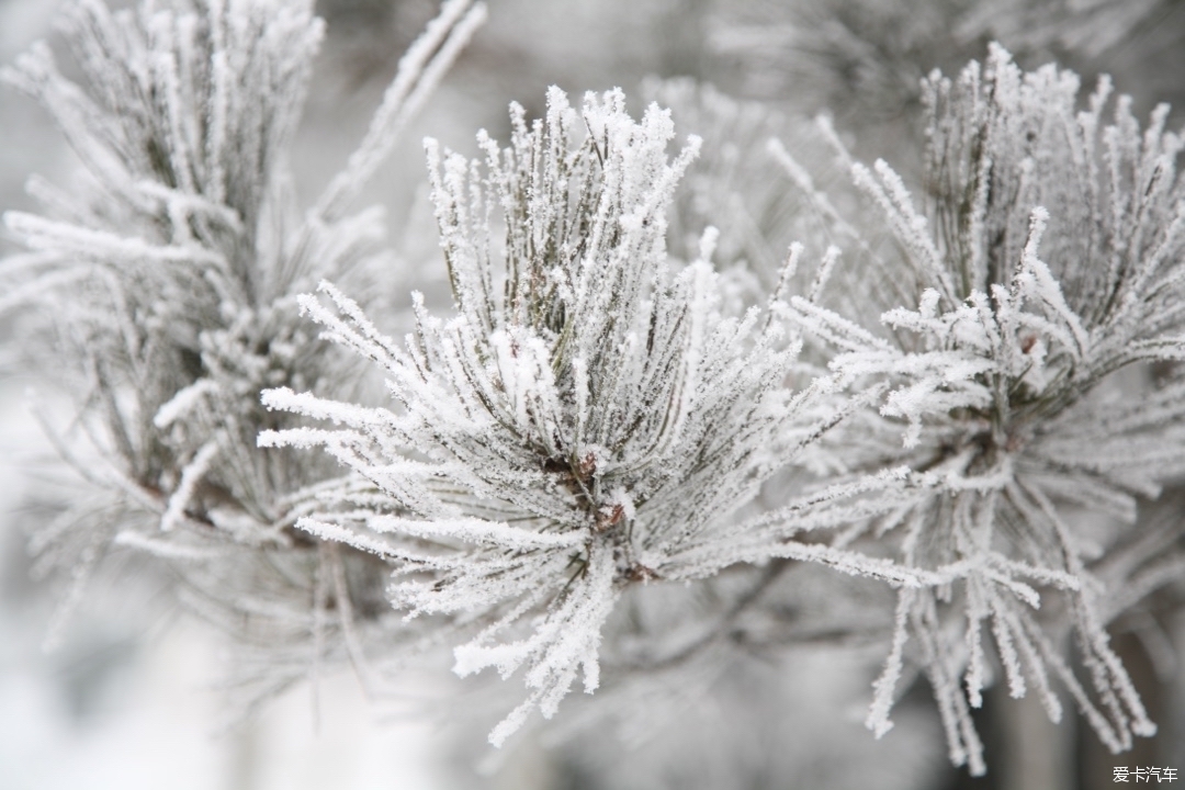 东北冬天雪景树挂图片