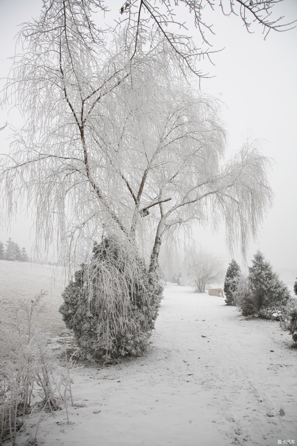 雪后的美景树挂图片