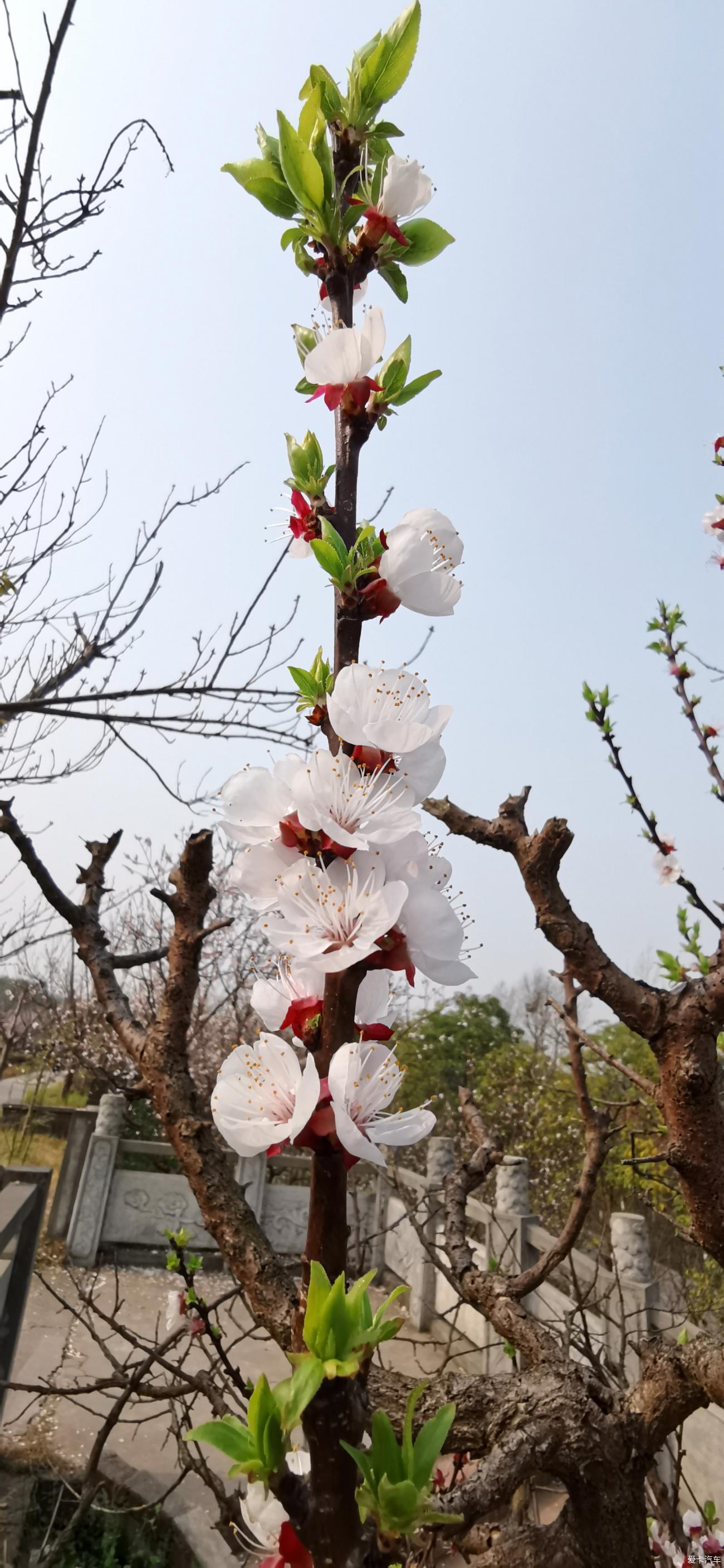 青白江杏花村图片