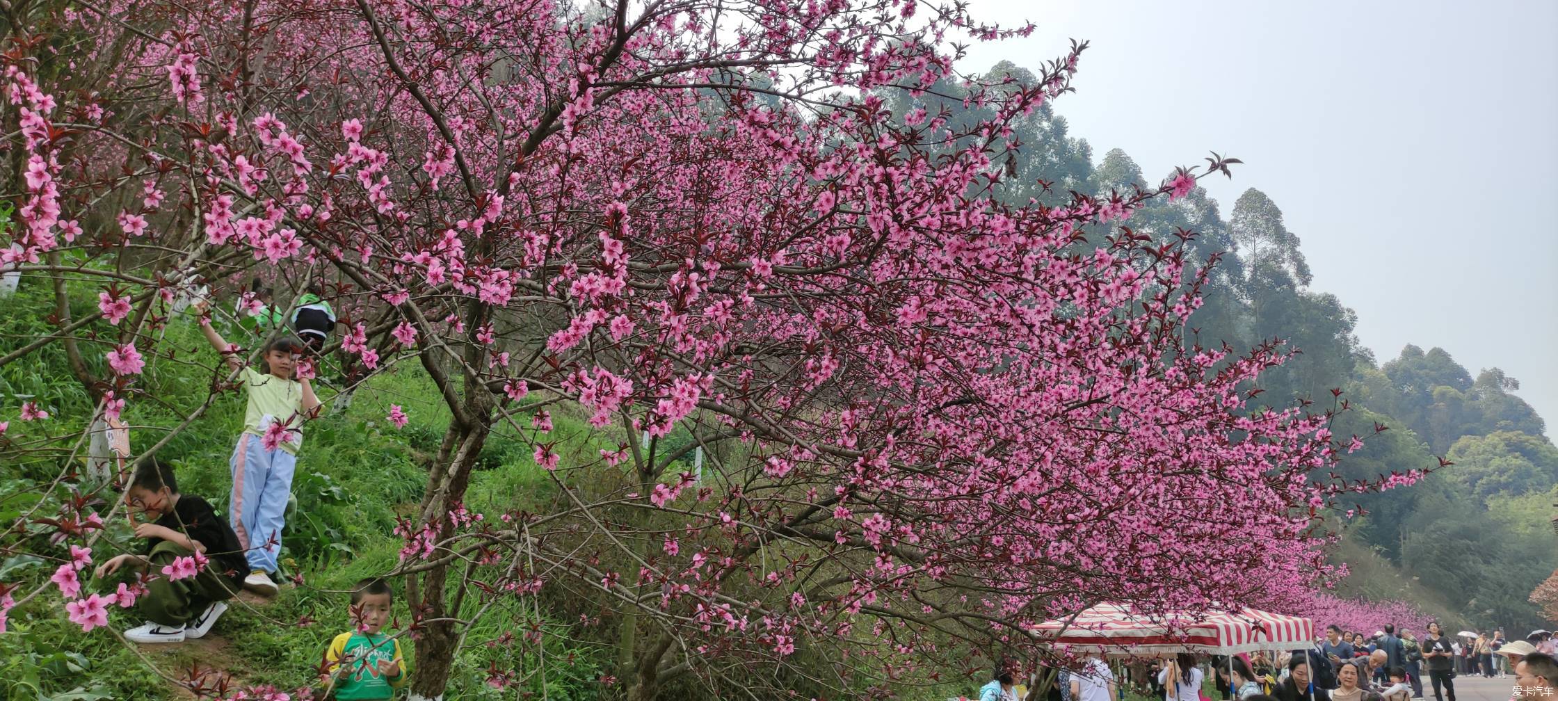 乐山绿心桃花开