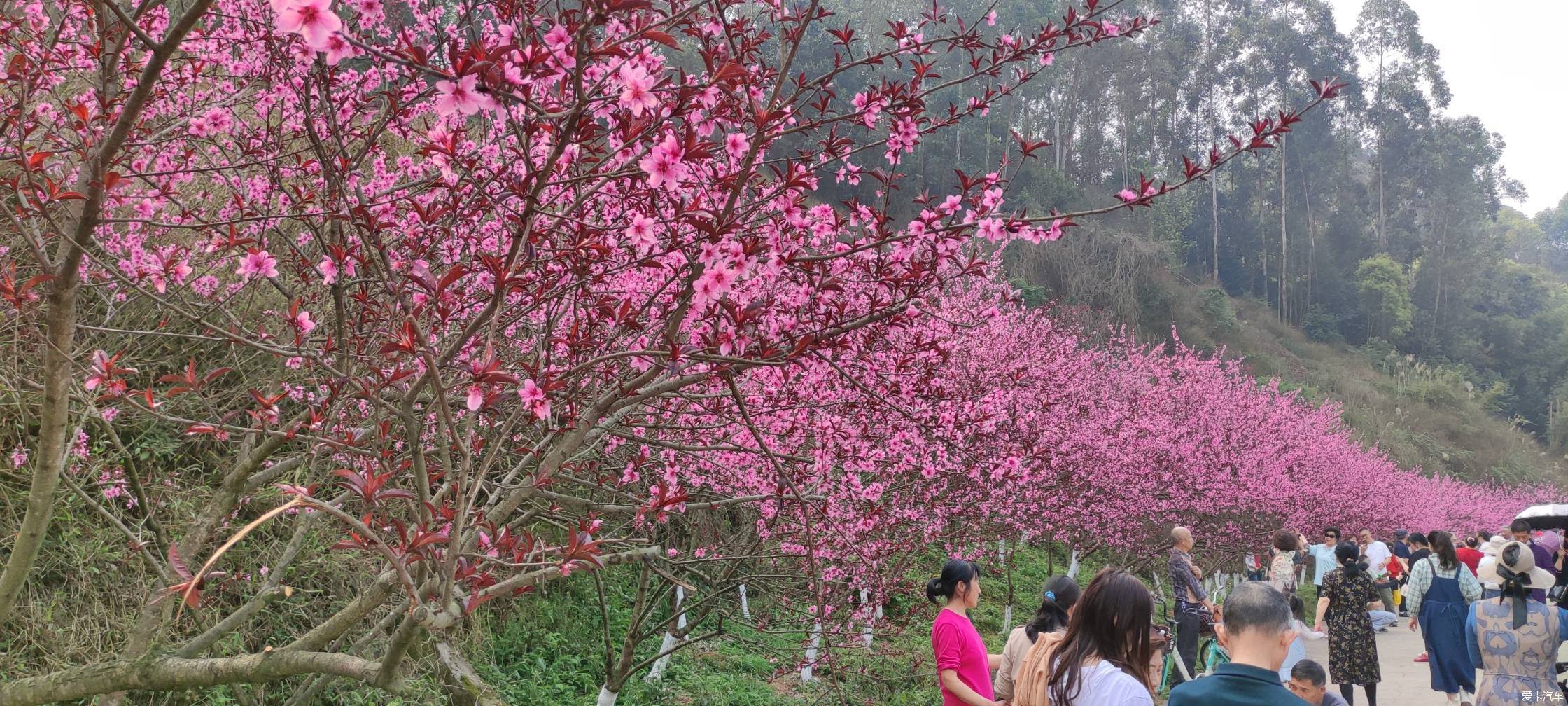 乐山绿心桃花开