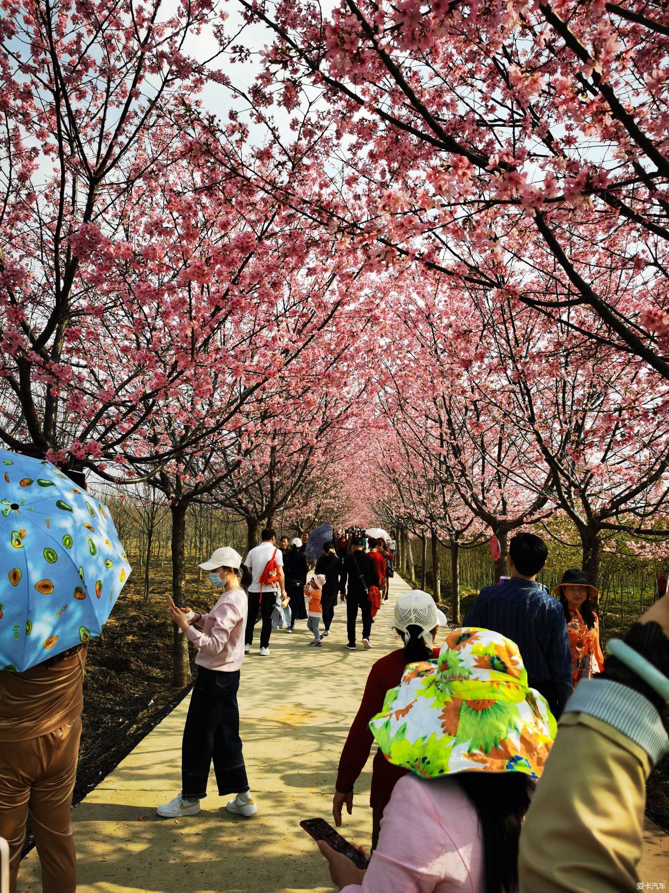 江夏区青春村图片