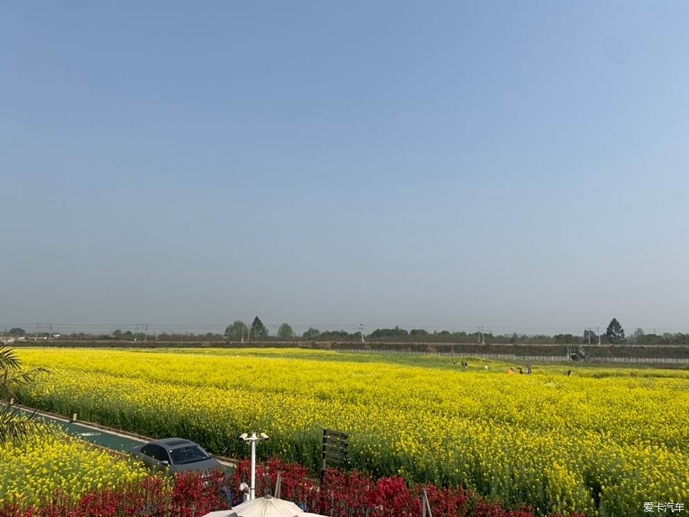 白头镇五星村油菜花图片