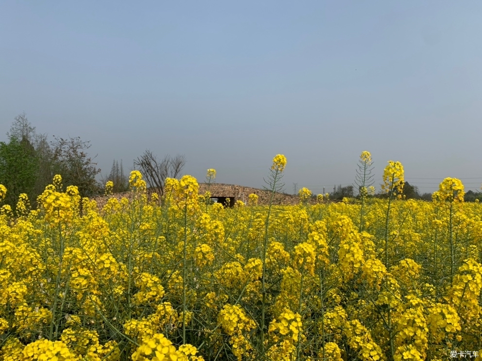 五星村油菜花图片