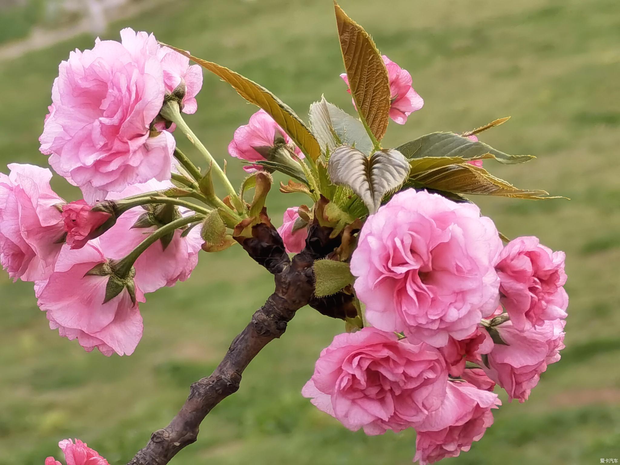阳春三月樱花图片