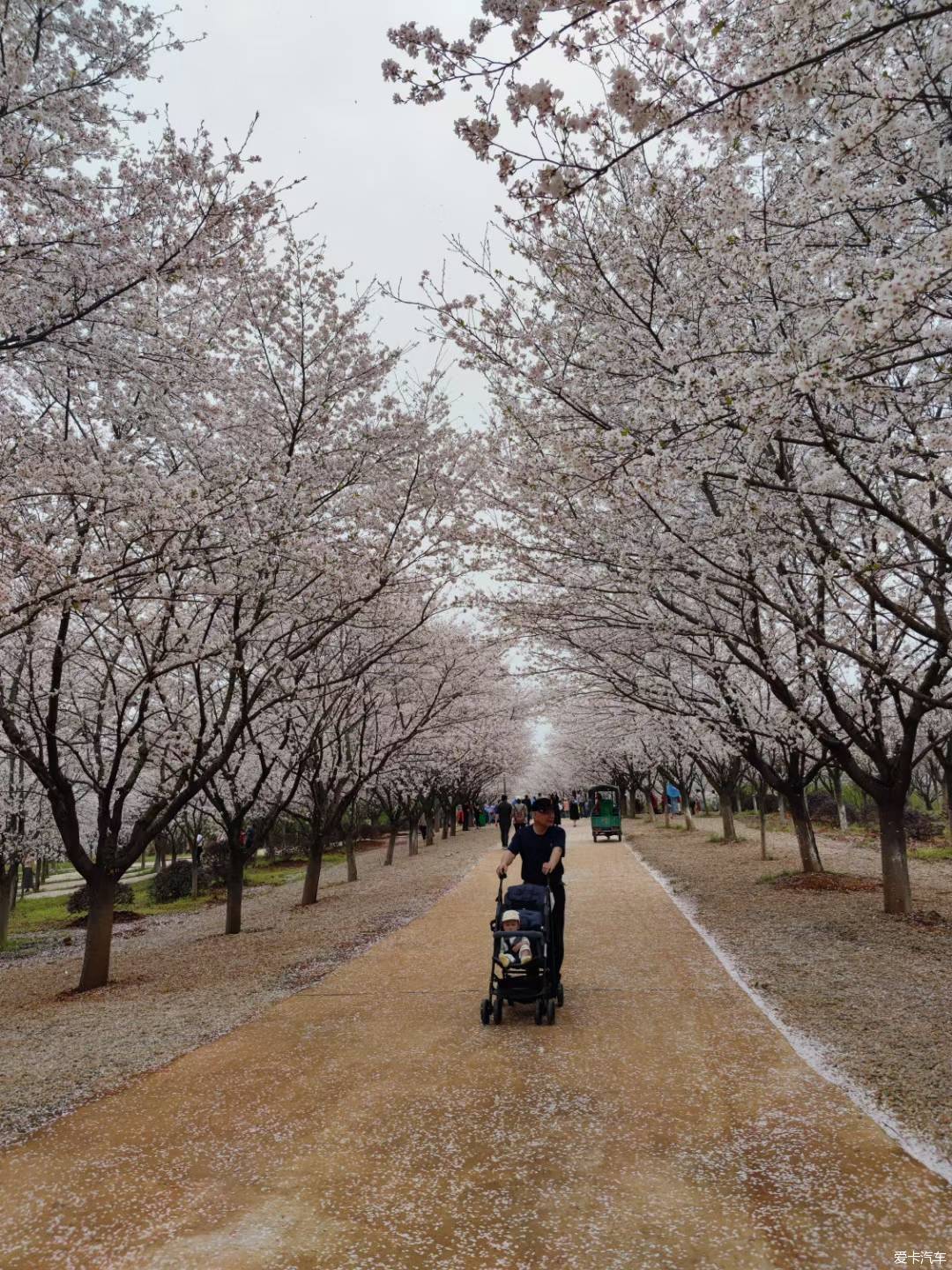 江夏区青春村图片