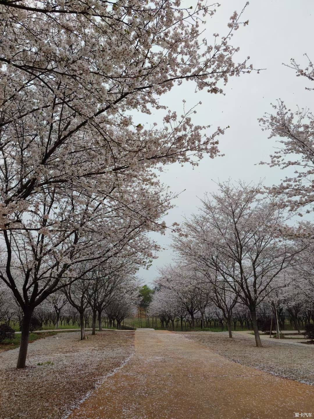 江夏区青春村图片