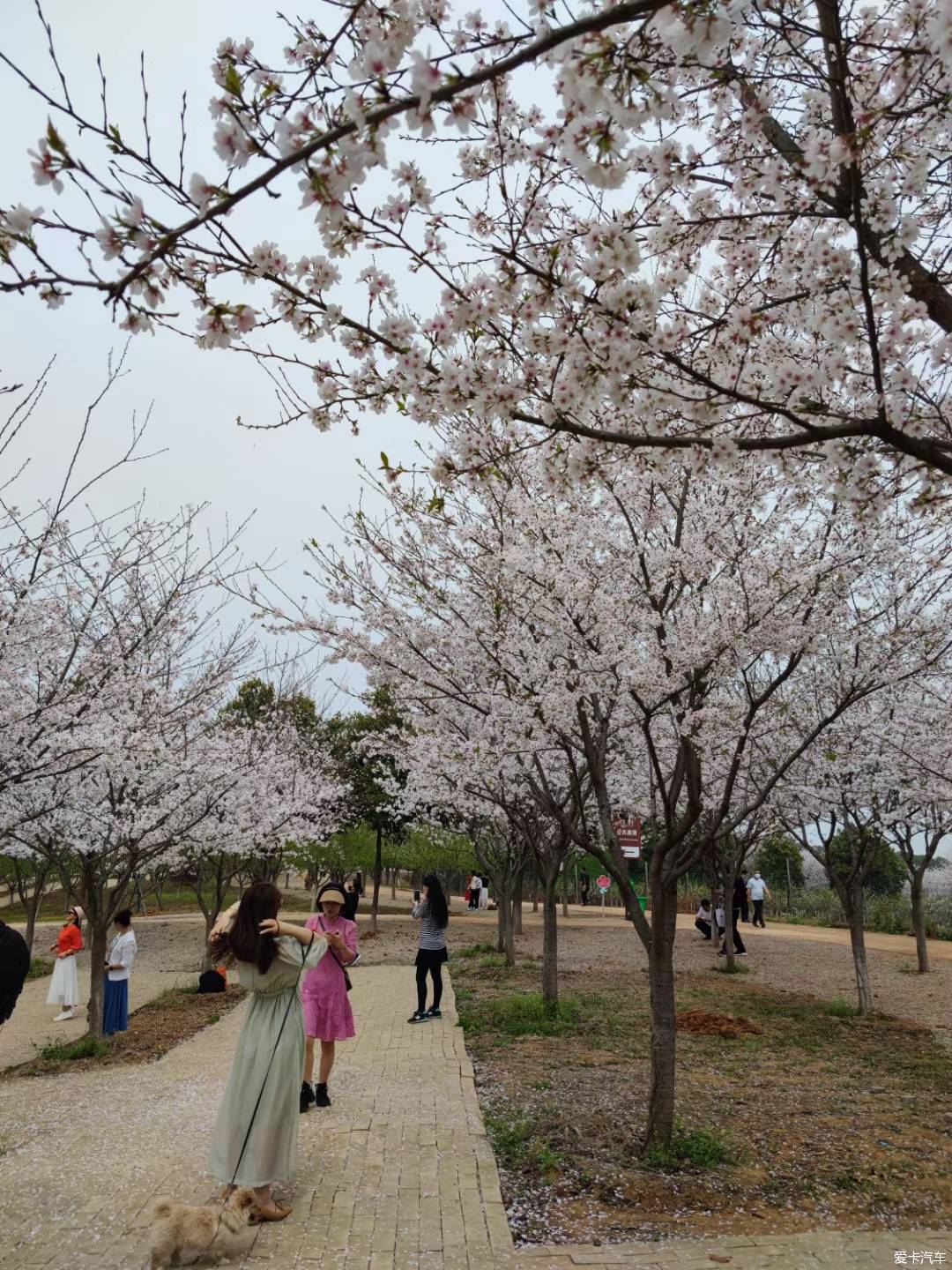 江夏区青春村图片