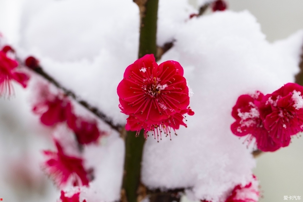 春雪中的梅花踏雪寻梅