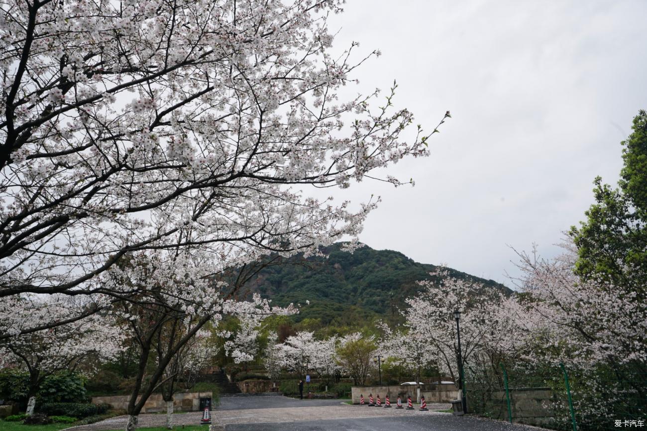 绍兴宛委山赏樱花