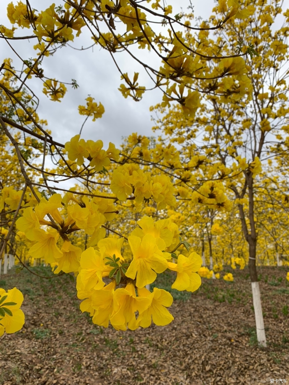 简阳黄花风铃木