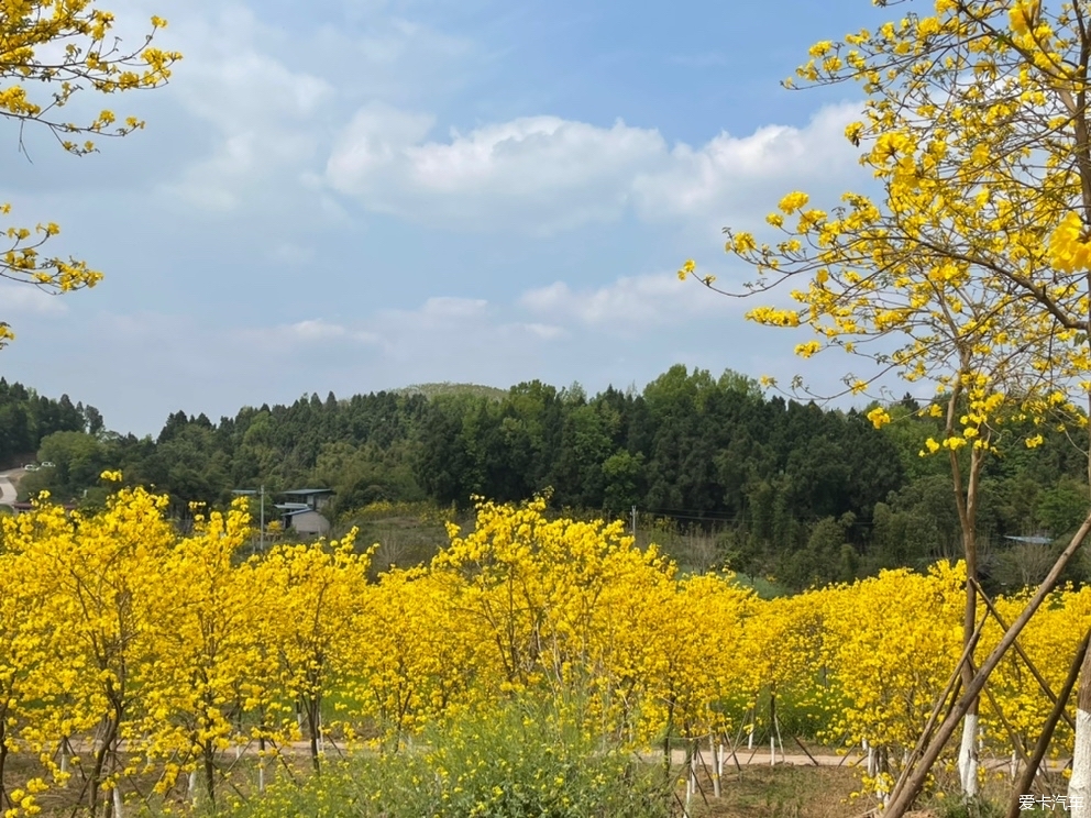 在简阳邂逅那片黄花风铃木花海