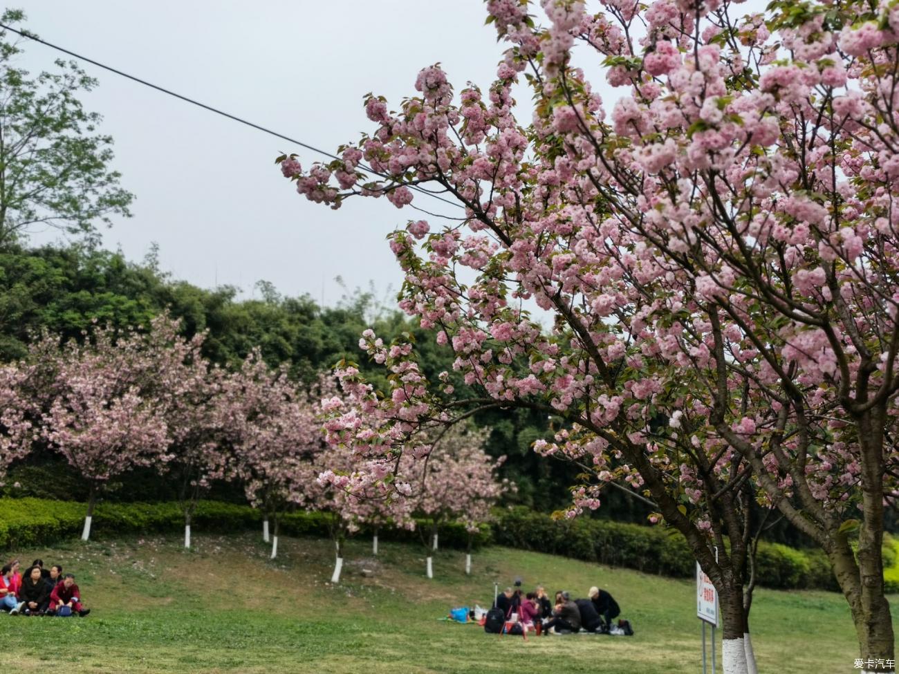 青白江凤凰湖的樱花开繁了