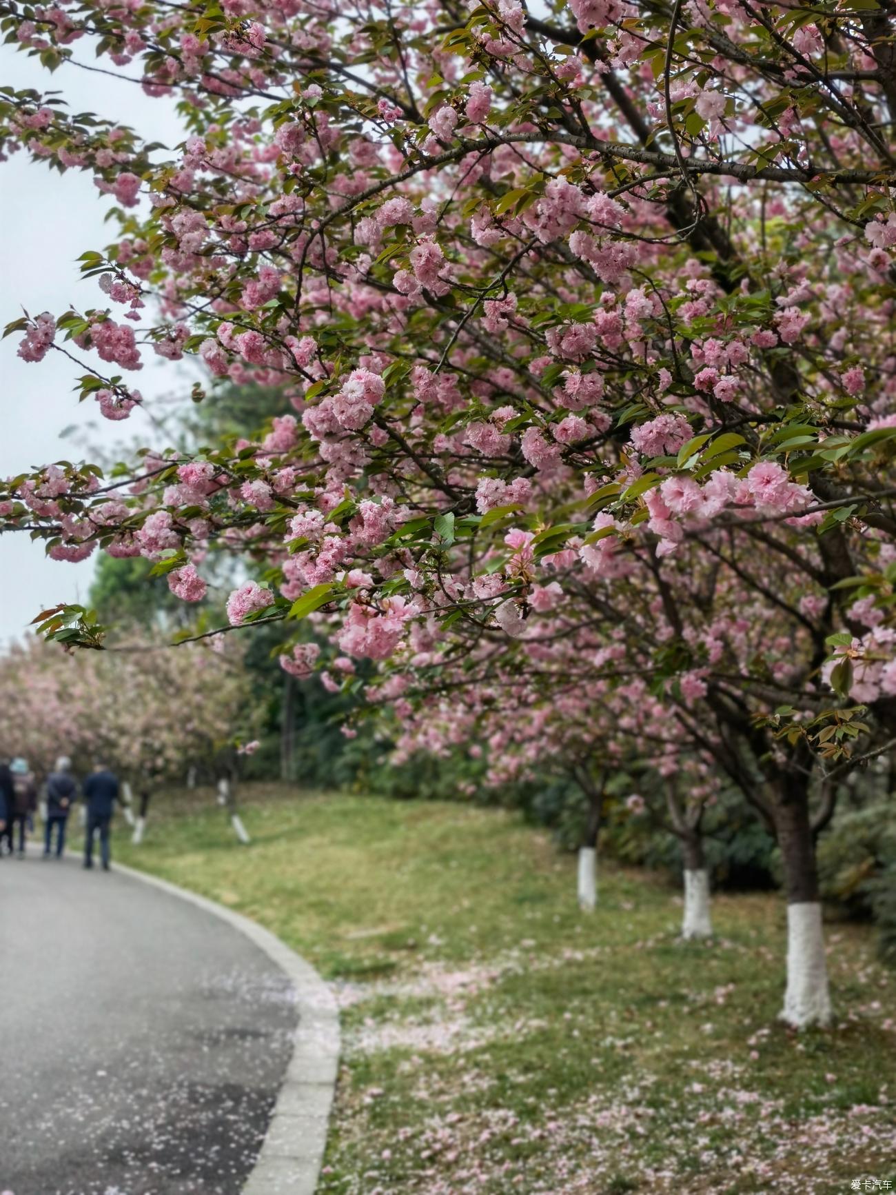 青白江凤凰湖的樱花开繁了