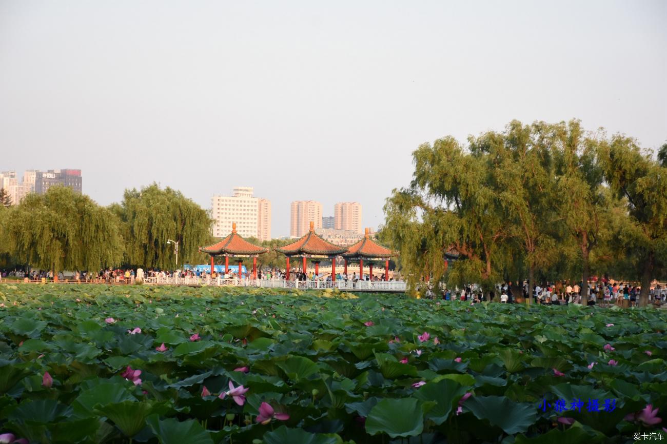 长春南湖公园图片夏天图片