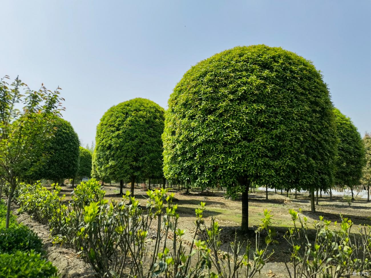 温江黄花风铃木基地图片