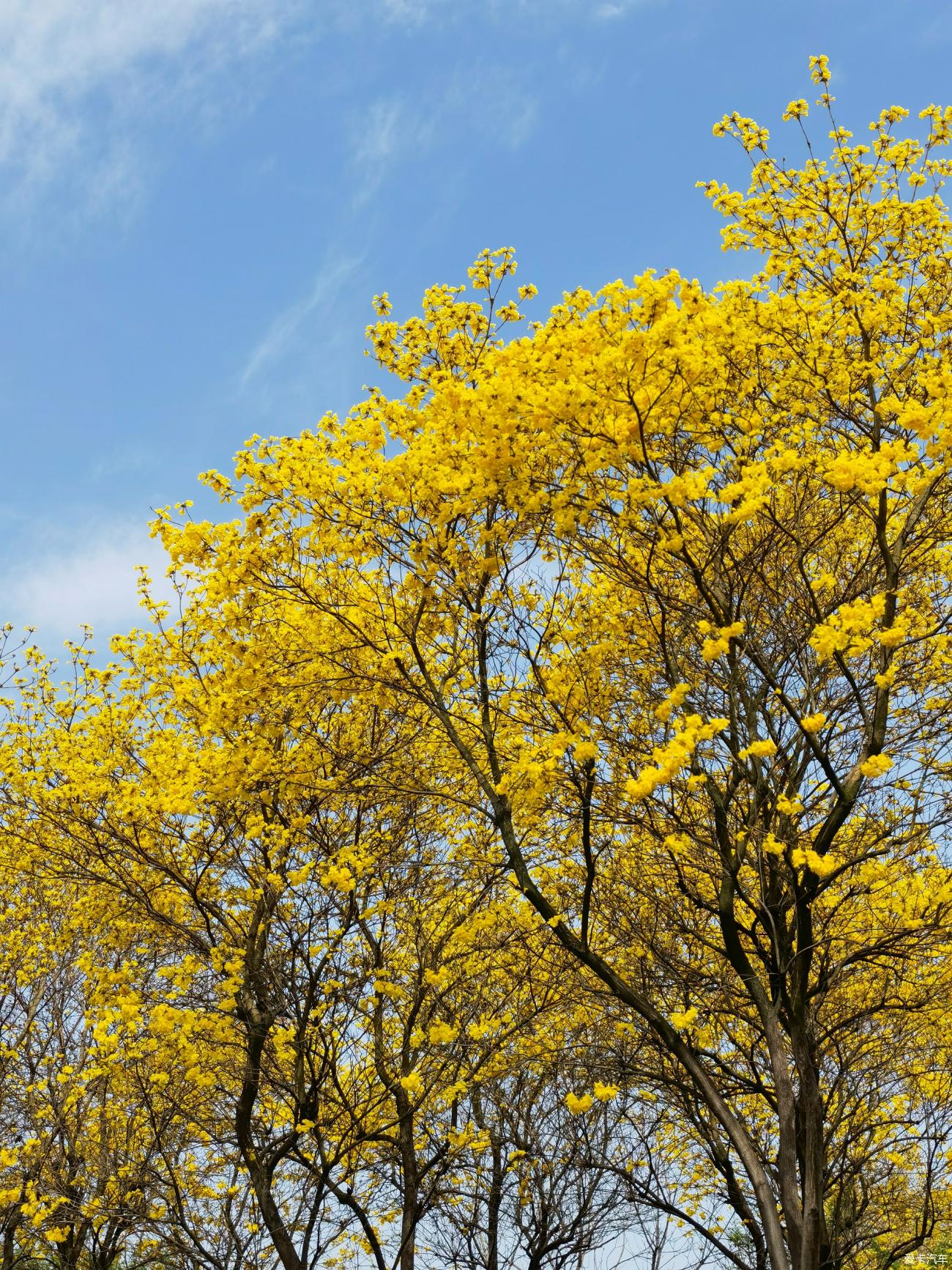 温江黄花风铃木基地图片