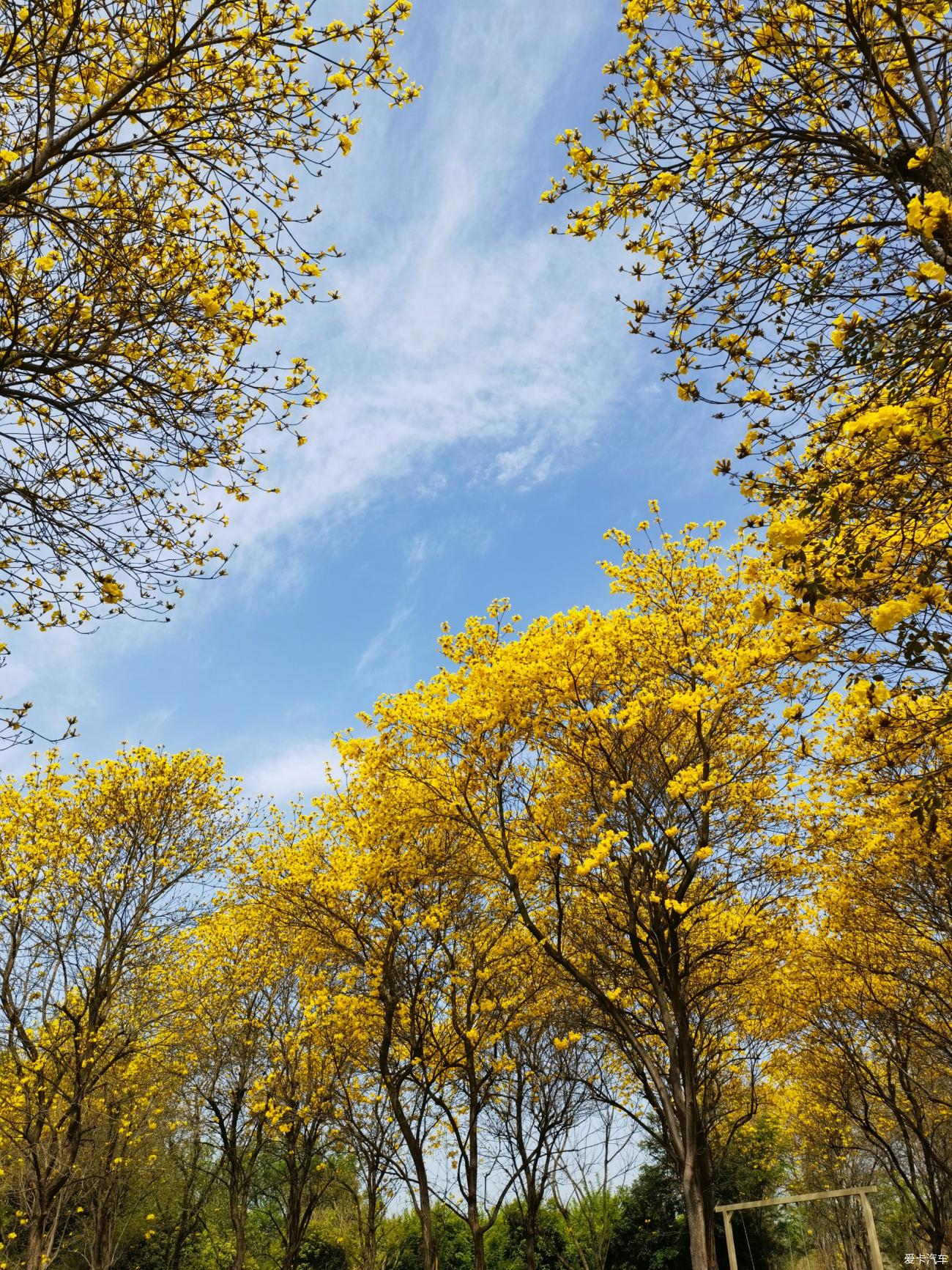 温江黄花风铃木基地图片