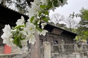 春游大觉寺