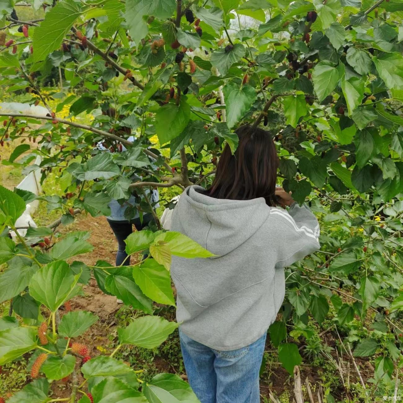 踏春季丨春风骀荡,畅享自然好风光