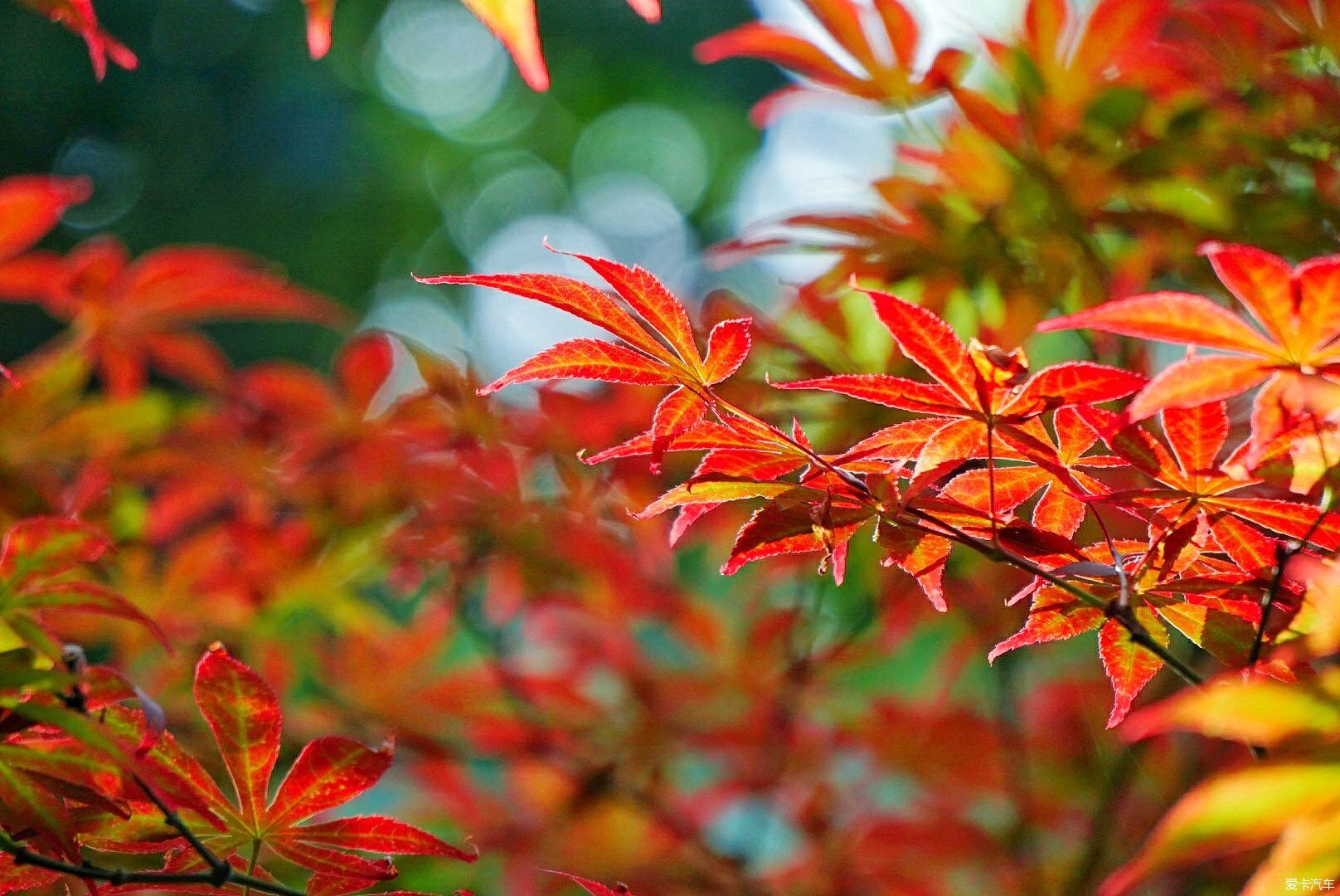 夏日~ 紅楓-愛卡汽車網論壇