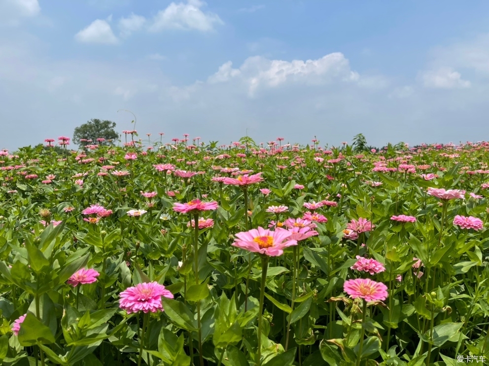 邂逅东安湖公园路边的向日葵花海-爱卡汽车网论坛