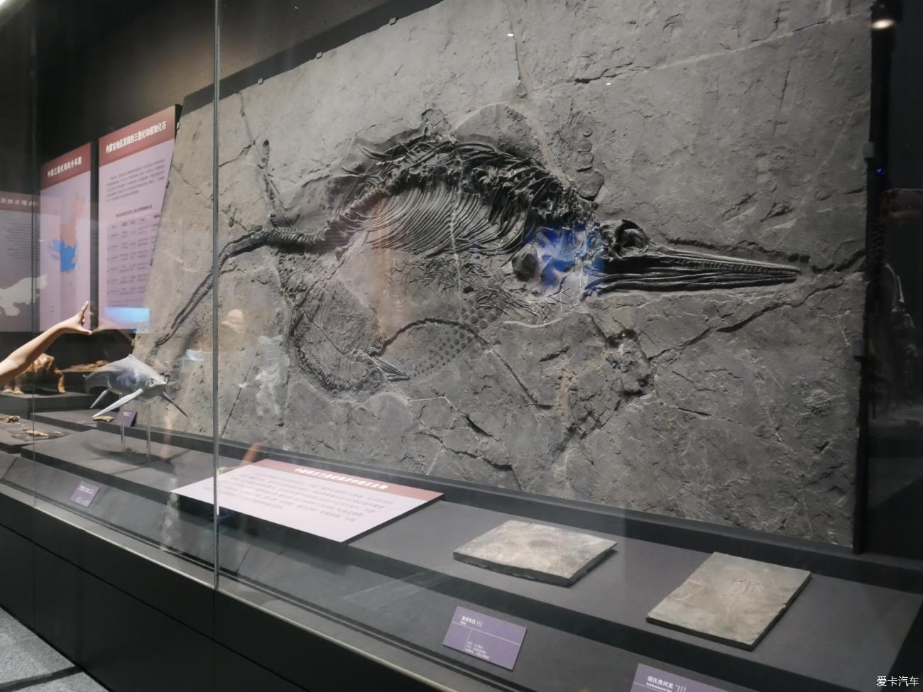 新西兰大鱼龙化石图片