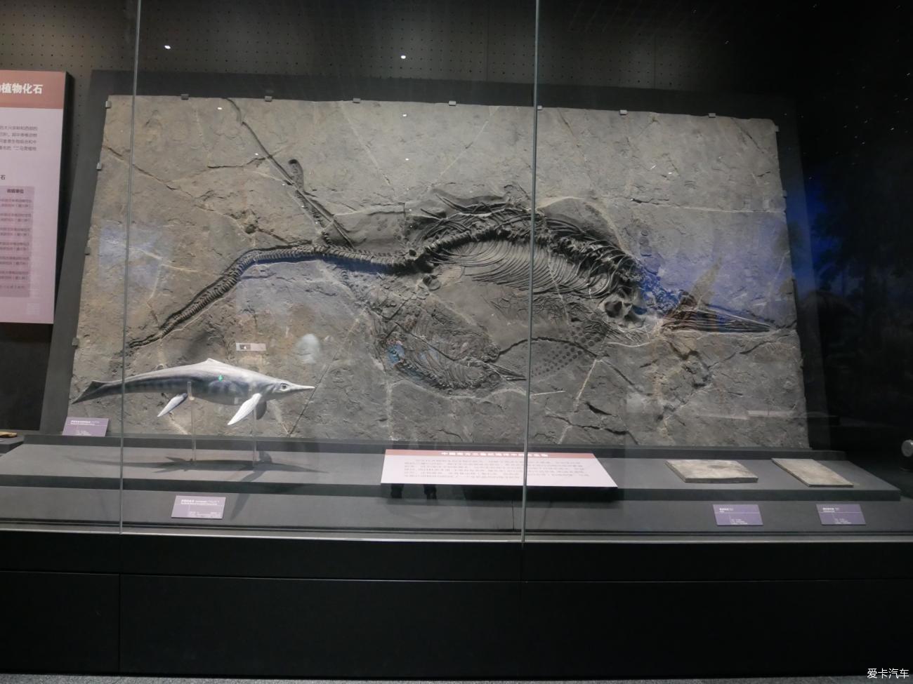 这个鱼龙化石真漂亮