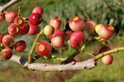 【大玩家】红通通的水翁果在秋天成熟了