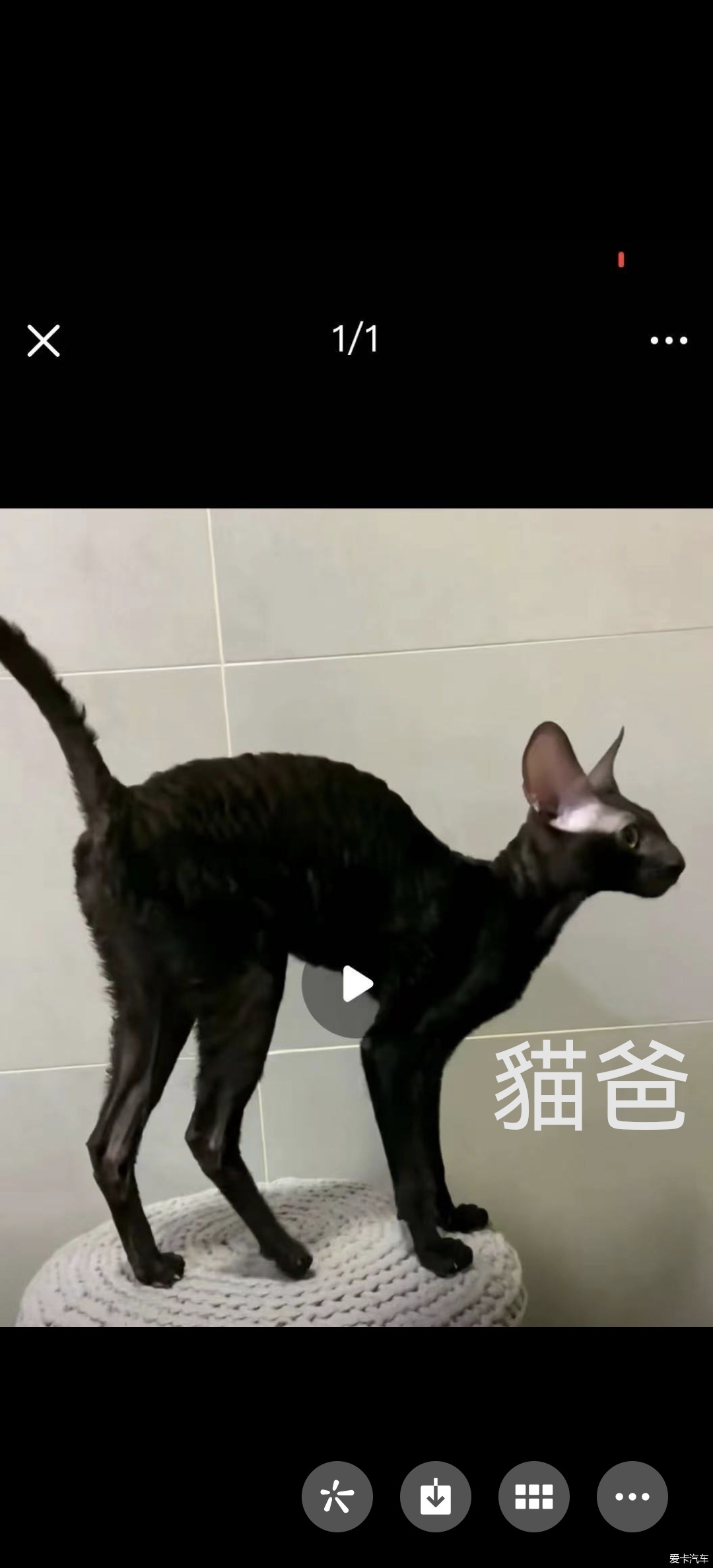 Out of Cornish Rex