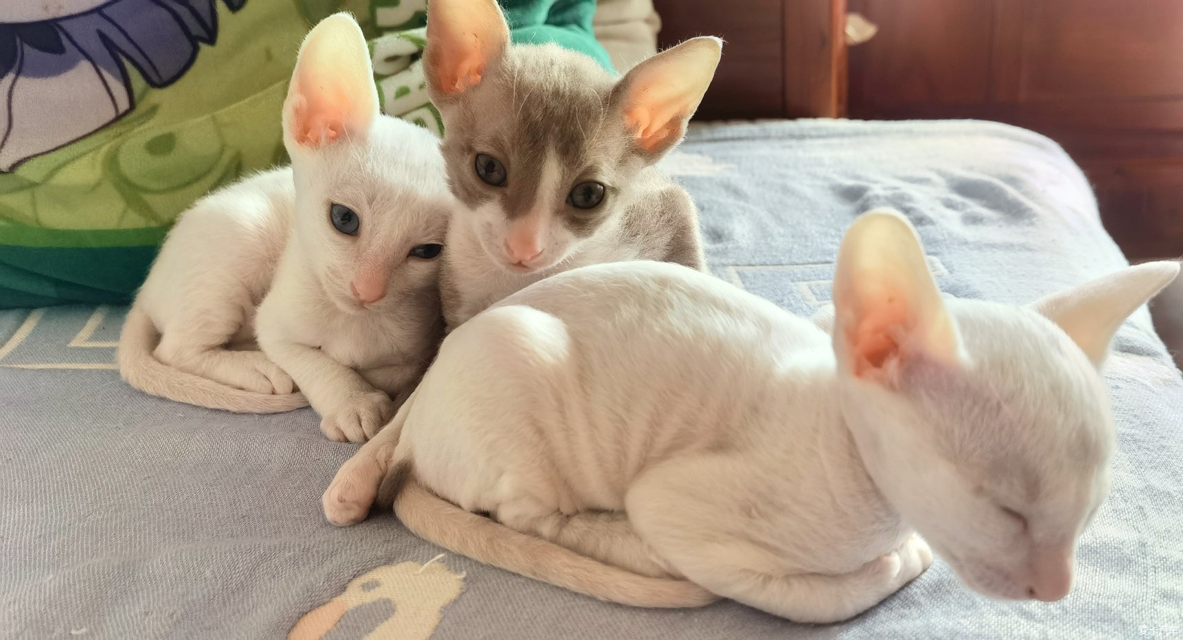  I gave birth to a Cornish Rex cat