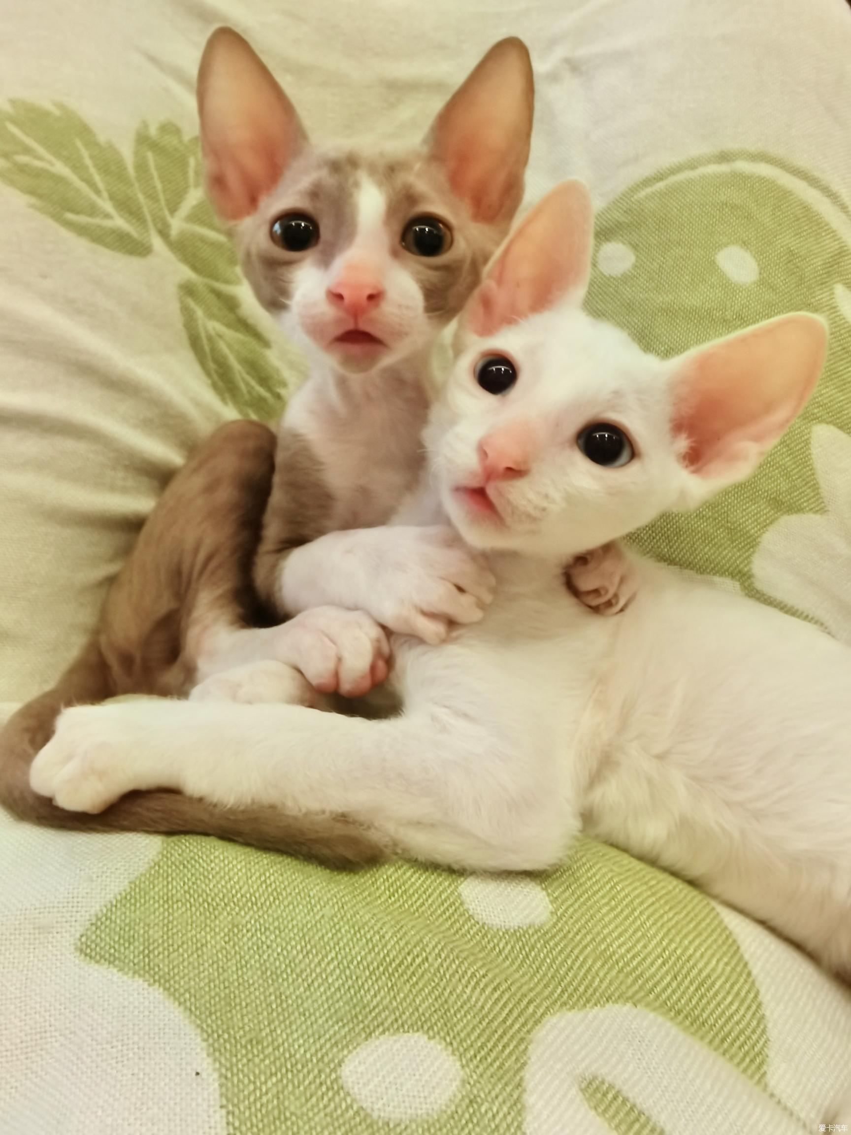 I gave birth to a Cornish Rex cat