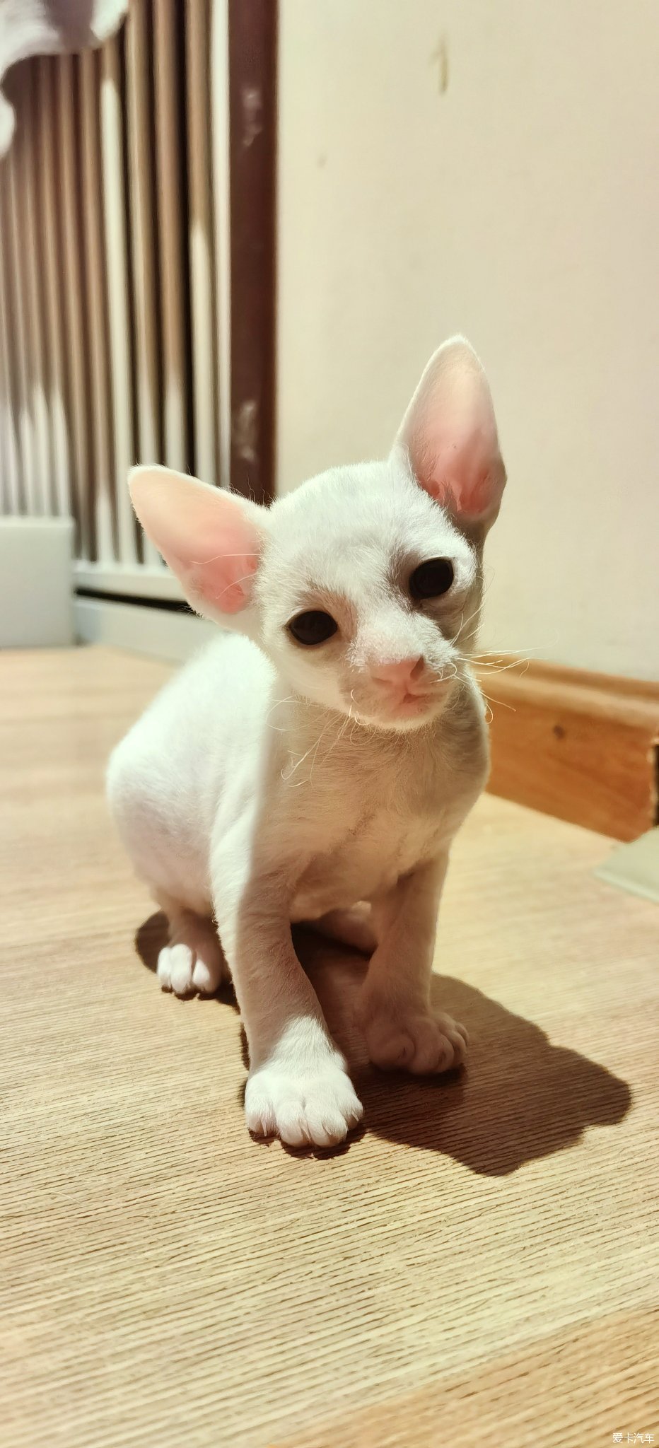 I came out of Cornish Curly Hair Cat