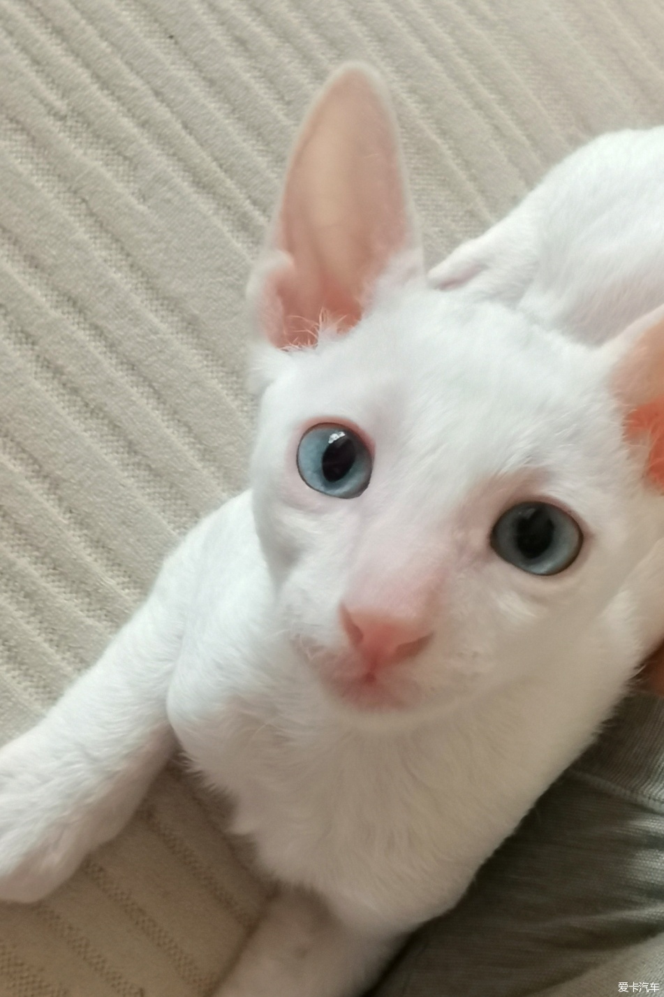 自出出Cornish Rex