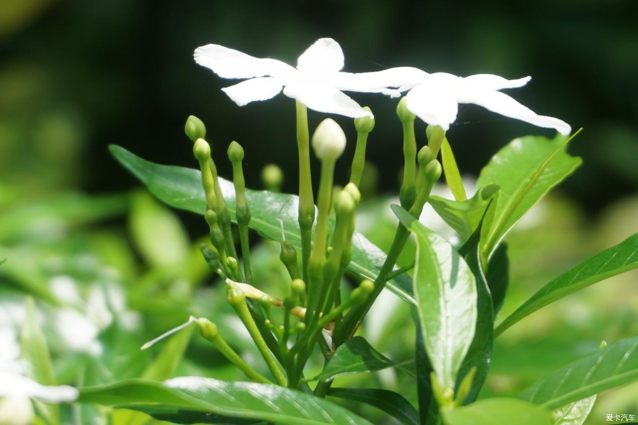 大玩家 观赏珍珠狗牙花