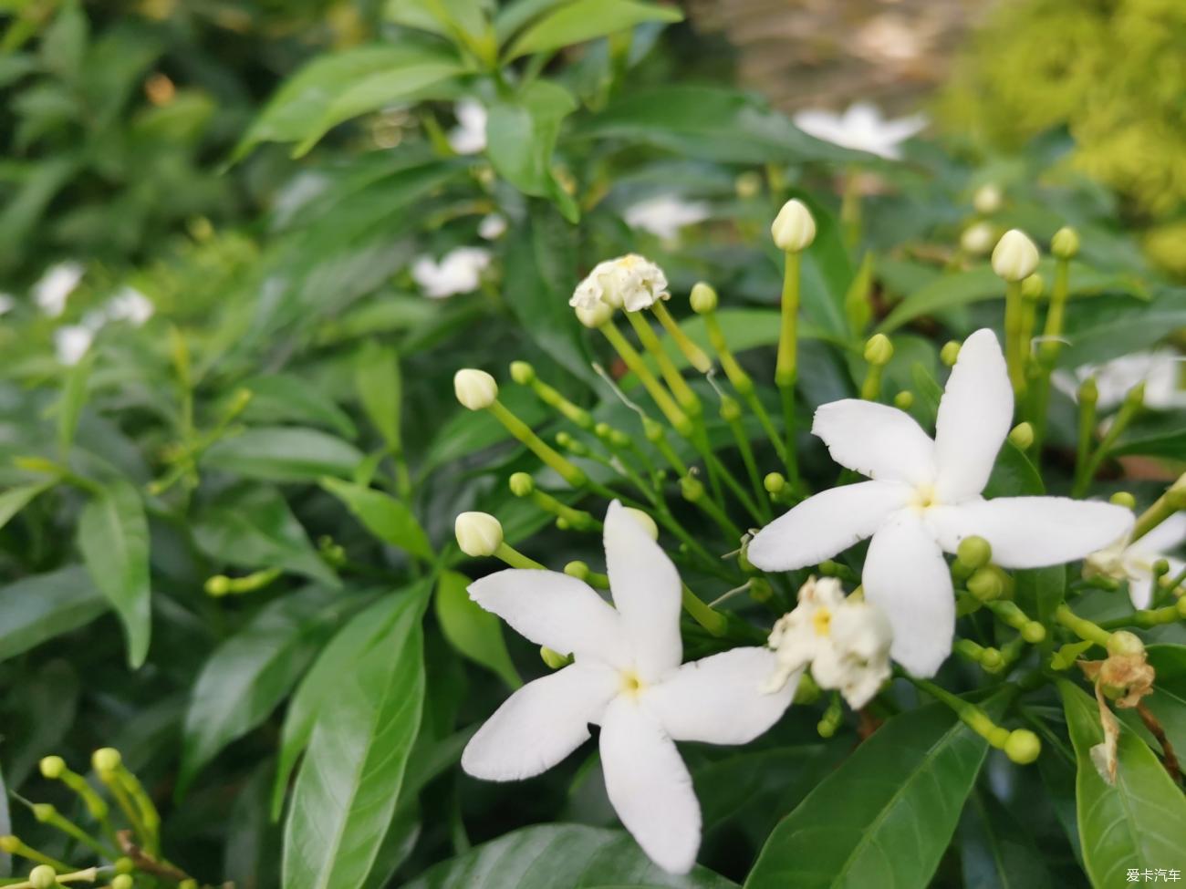 大玩家 观赏珍珠狗牙花